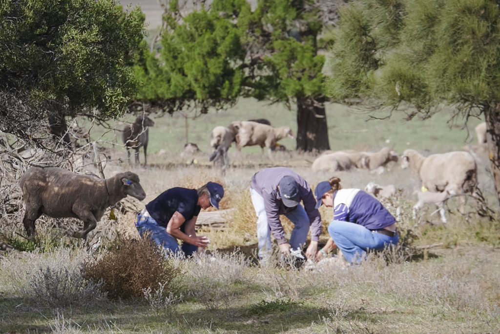 AI lambing mothering